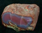 Vibrantly Colored Yellow Cat Petrified Wood - Wyoming #12198-3